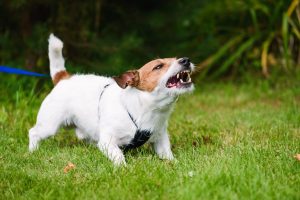 Cani aggressivi Milano 