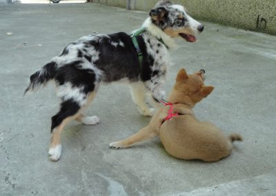 Corsi per cuccioli a Milano