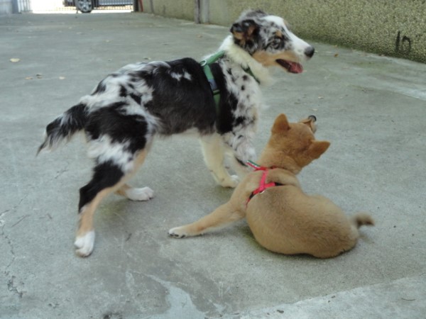 Corso educazione cuccioli Milano