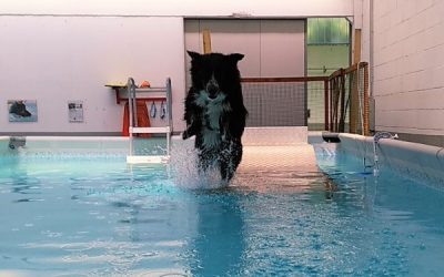 PISCINA PER CANI